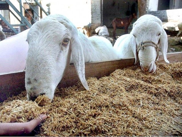 Bakra Mandi in Bagh e Sardaran Rawalpindi - Eid ul Azha 2014