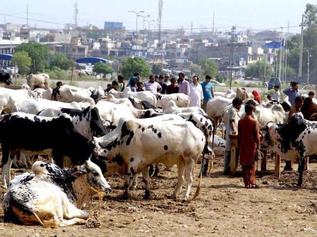 Cattle Market in Islamabad - Eid e Qurban 2014
