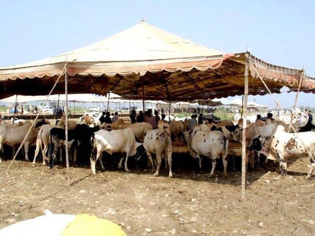 Cattle Market in Islamabad - Eid ul Azha 2014