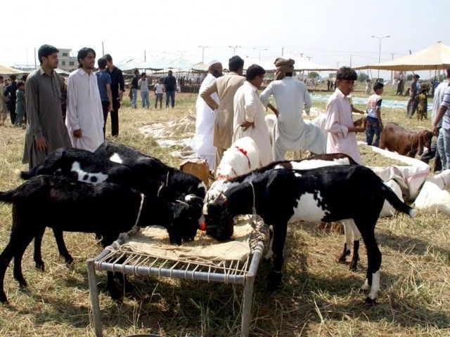 Eid e Qurban Kay Liye Bakray - Eid ul Azha 2014