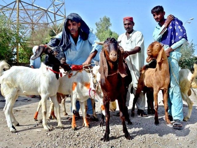 Larkana Bakra Mandi - Eid ul Azha 2014