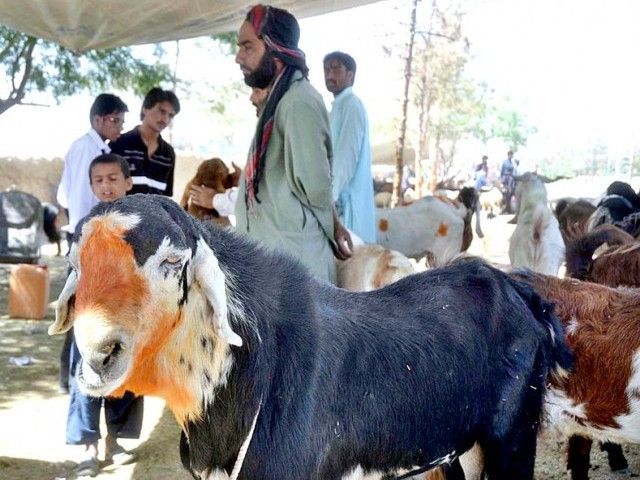 Quetta Bakra Mandi - Eid ul Azha 2014