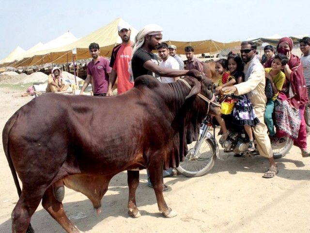 Qurbani Ka Bail Lahore Cattle Market - Eid ul Azha 2014