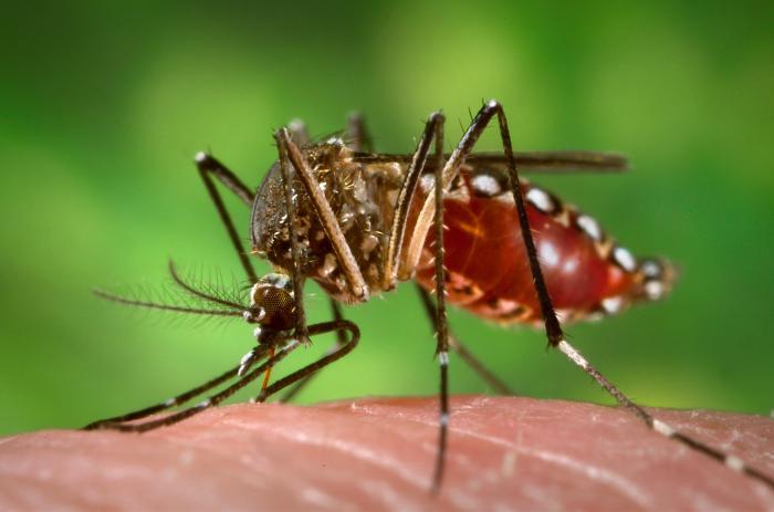 Aedes_aegypti_during_blood_meal.jpg