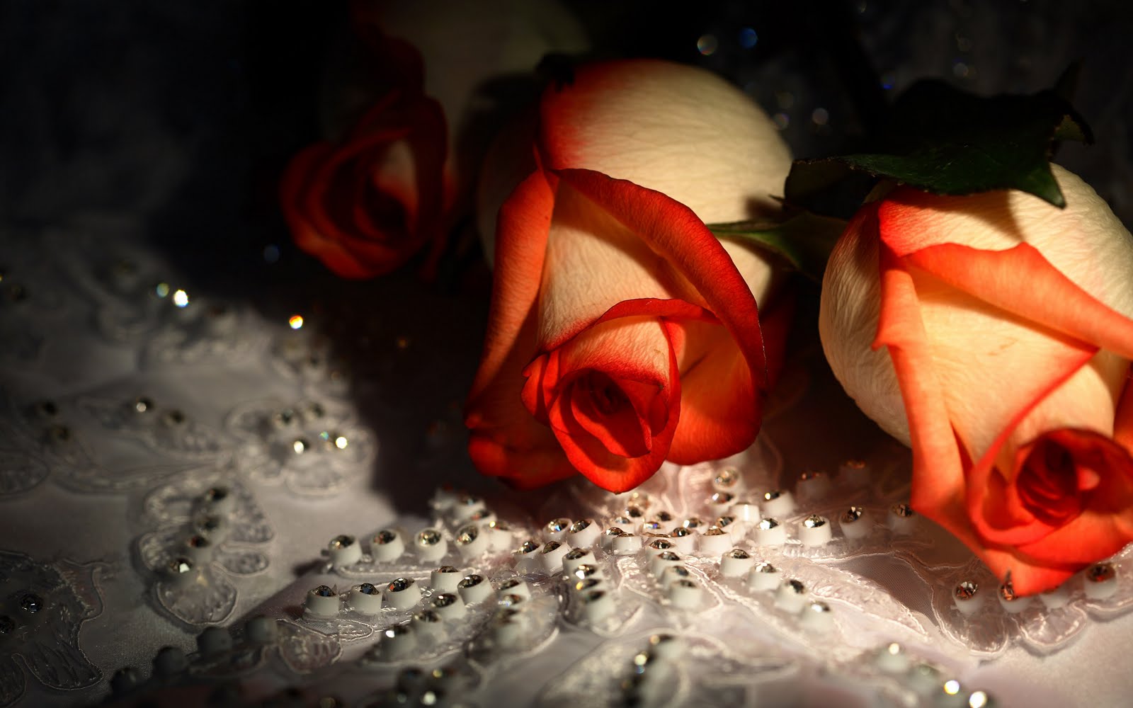 Beautiful-roses-hd-wallpaper.jpg