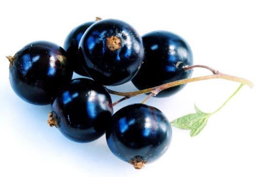 blackcurrants2.jpg