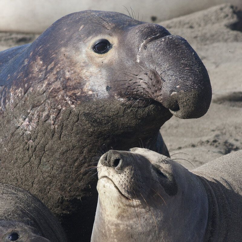 elephant-seals.jpg