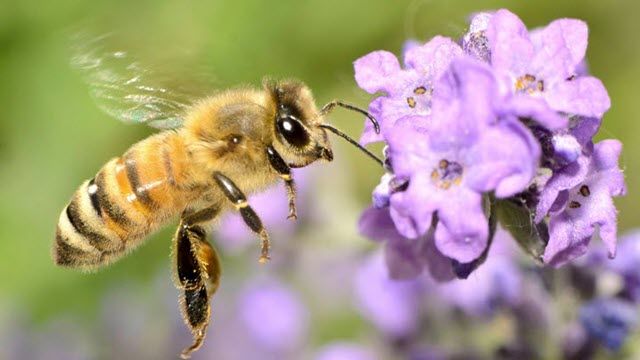 Honey bees: Who gave them this intelligence?