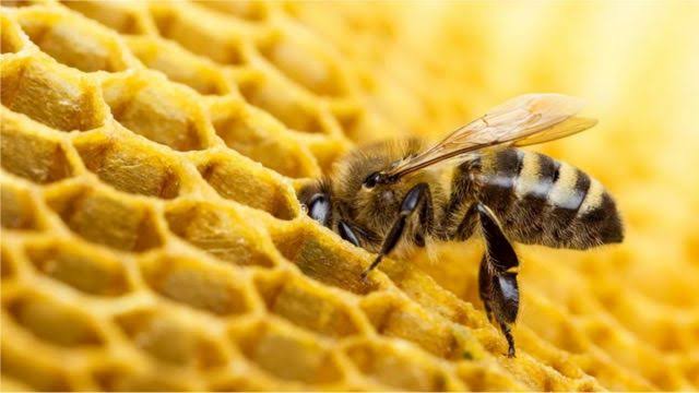 Honey bees: Who gave them this intelligence?