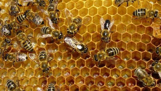 Honey bees: Who gave them this intelligence?