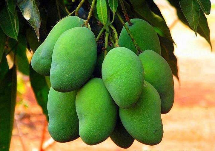 Green Raw Mangoes.jpg