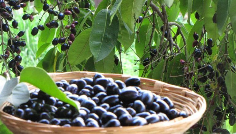 Jamun-black-plum-benefits-urdu.jpg