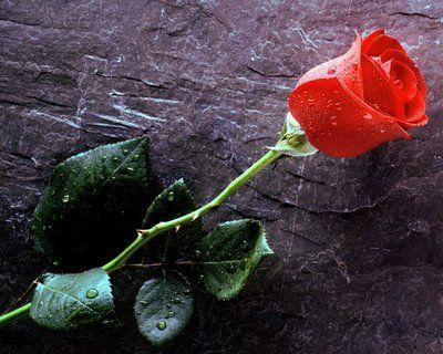 love-red-rose-wallpaper-image-pics-photos.jpg