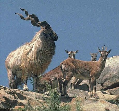 markhor.jpg