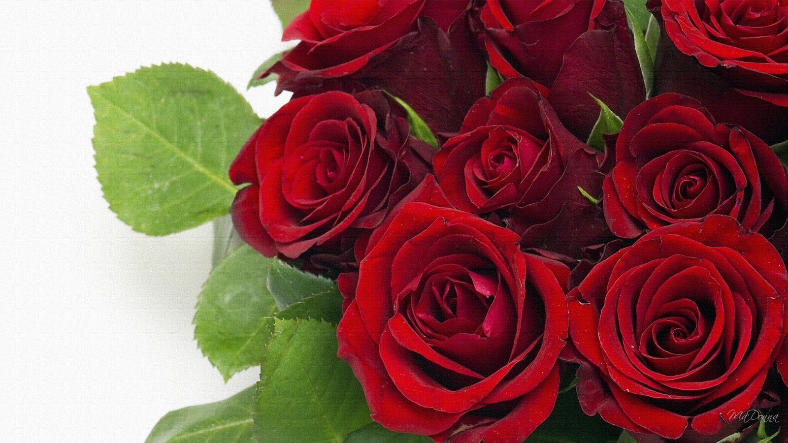 Roses-anniversary-bouquet-flowers-love-red-rose-valentines-day-wedding766.jpg