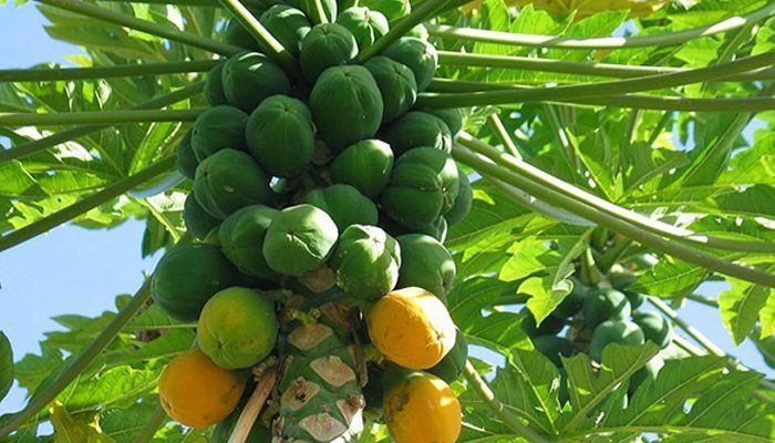 Papaya leaves can cure dengue?